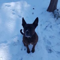 Pine Ridge Park Estates ico