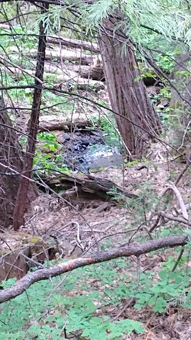 Pine Ridge Park Estates Picture 6