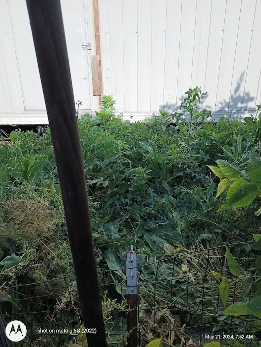 Golden Hills Picture 3