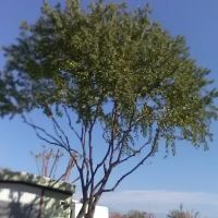 Porterville Trailer Park ico