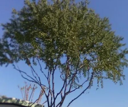 Porterville Trailer Park