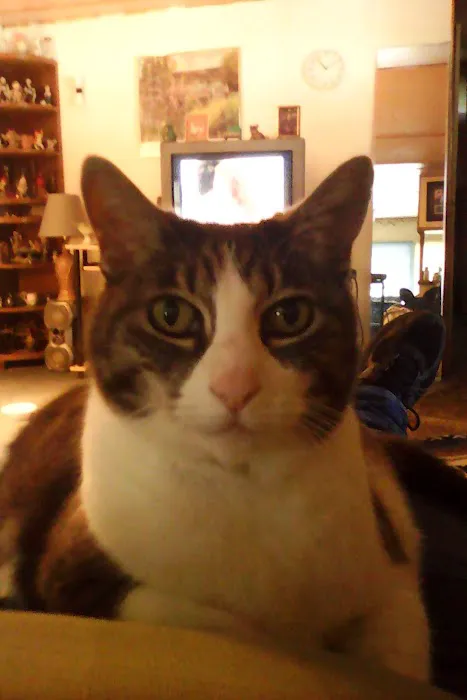 Gold Star Mobile Estates Picture 6