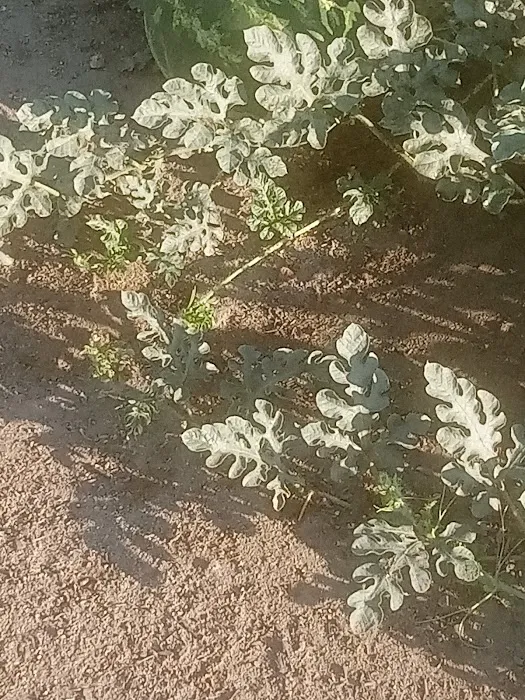 Rancho Robles Picture 1