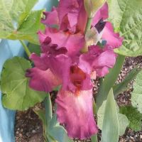 Lake Ridge Mobile Senior Park ico