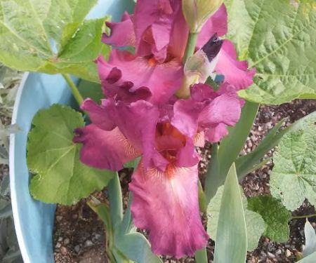 Lake Ridge Mobile Senior Park