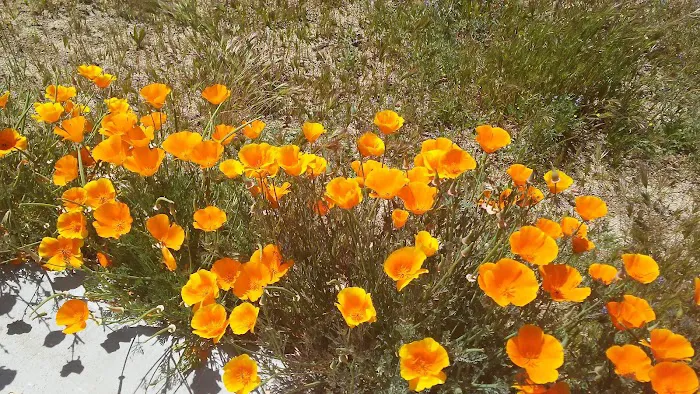 Lake Ridge Mobile Senior Park Picture 3