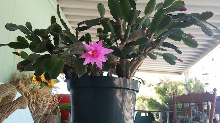 Lake Ridge Mobile Senior Park Picture 2