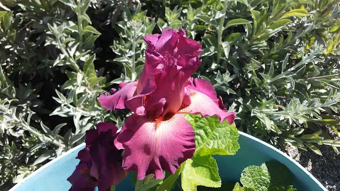 Lake Ridge Mobile Senior Park Picture 4