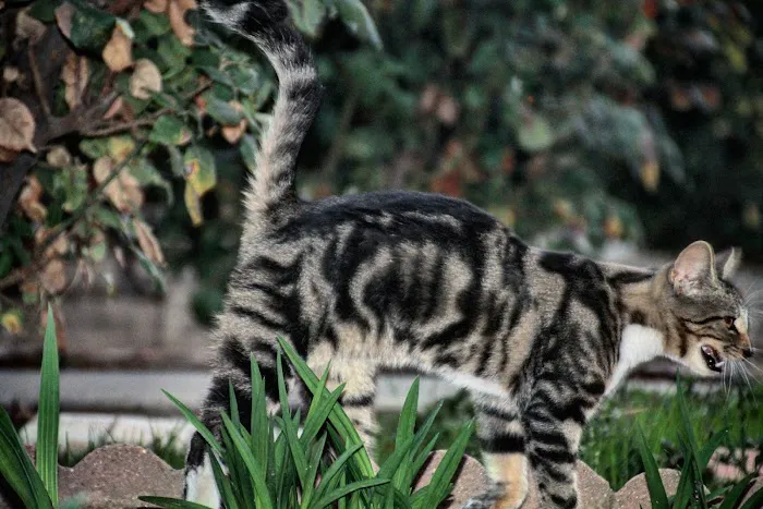 Sierra Vista Mobile Manor Picture 1