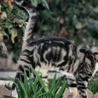 Sierra Vista Mobile Manor ico