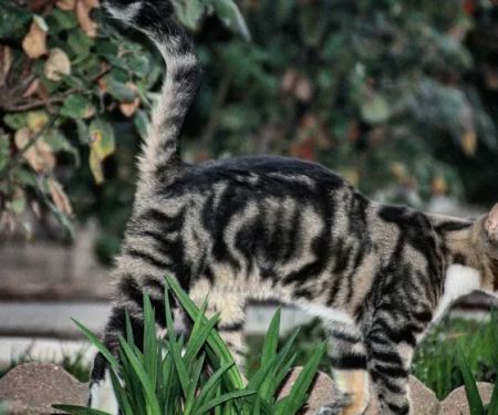 Sierra Vista Mobile Manor