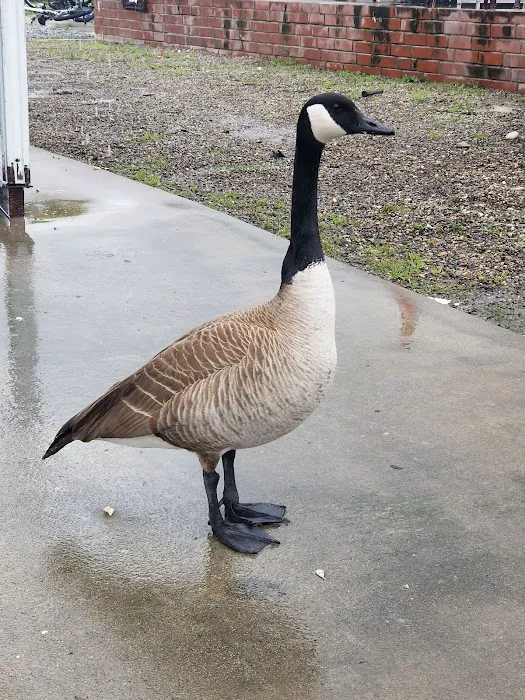 Sierra Vista Mobile Manor Picture 10