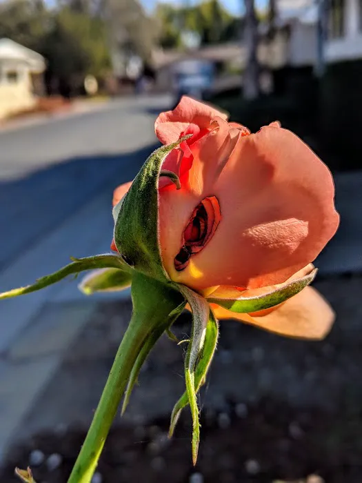 Sierra Vista Mobile Manor Picture 9