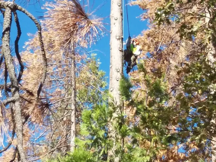 Westlake Village Picture 7