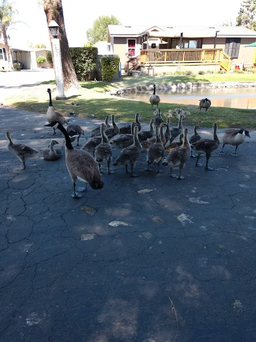 Westlake Village Picture 8