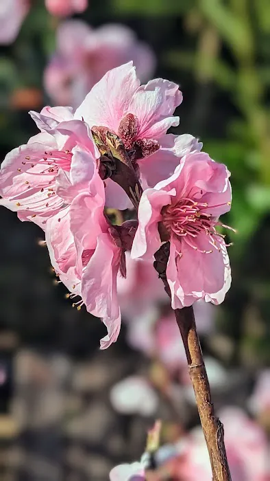 Willow Glen Mobile Home Park Picture 6