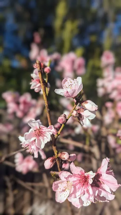 Willow Glen Mobile Home Park Picture 1