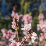 Willow Glen Mobile Home Park