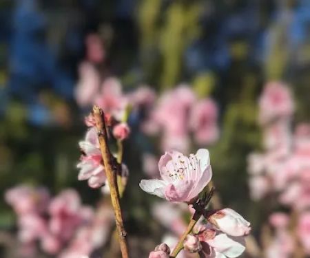 Willow Glen Mobile Home Park