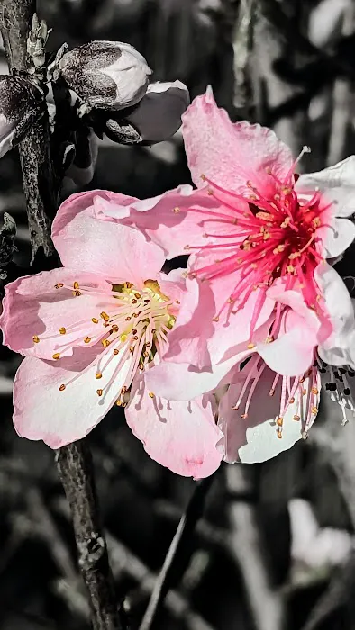 Willow Glen Mobile Home Park Picture 3