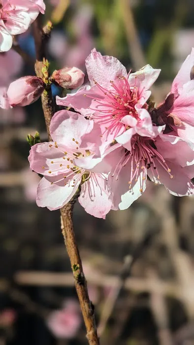 Willow Glen Mobile Home Park Picture 5