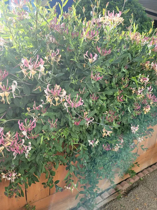 Royal Oaks Picture 7