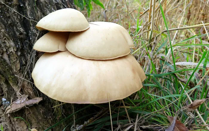 Sequoia Resort & RV Park Picture 3