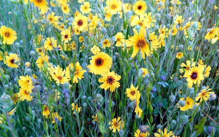 Sequoia Resort & RV Park Picture 9