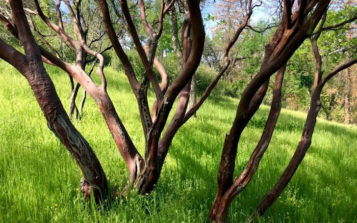 Sequoia Resort & RV Park Picture 7