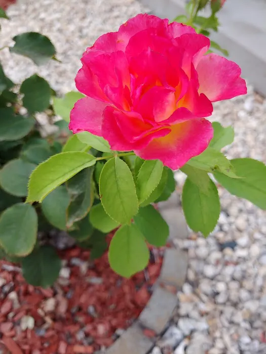 Kings River Mobile Home Park Picture 4