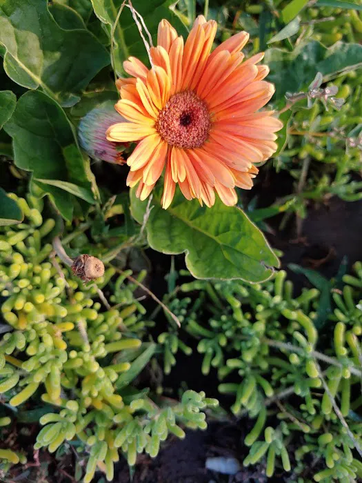 Kings River Mobile Home Park Picture 5