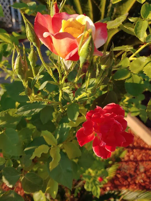 Kings River Mobile Home Park Picture 7