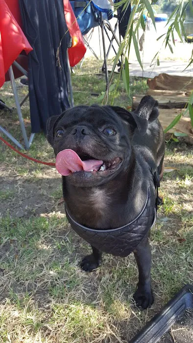 Lindy's Landing RV Resort And Campground Picture 2