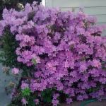 Vista Del Monte Mobile Home Park