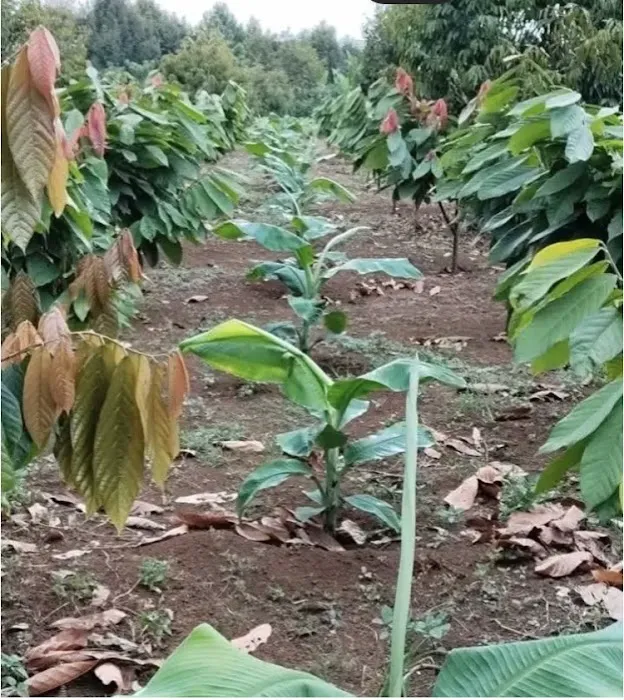 Sophia Trainer Picture 1