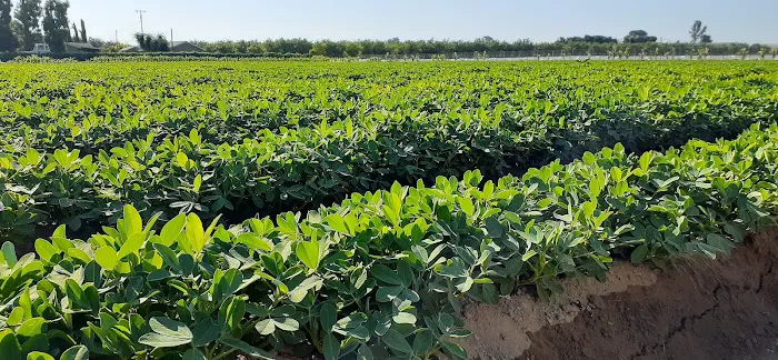 The Willows of Santiago Picture 2