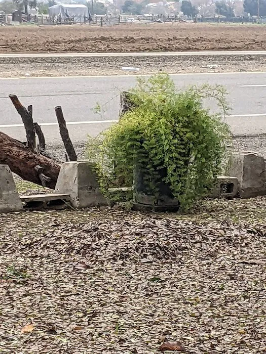 The Willows of Santiago Picture 1