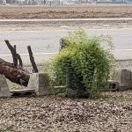 The Willows of Santiago