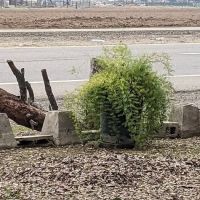 The Willows of Santiago ico