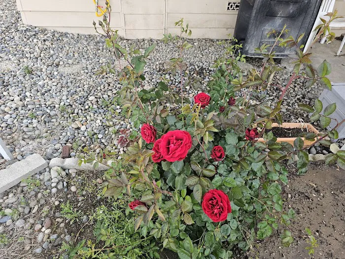 Sierra Vista Mobile Estates Picture 4