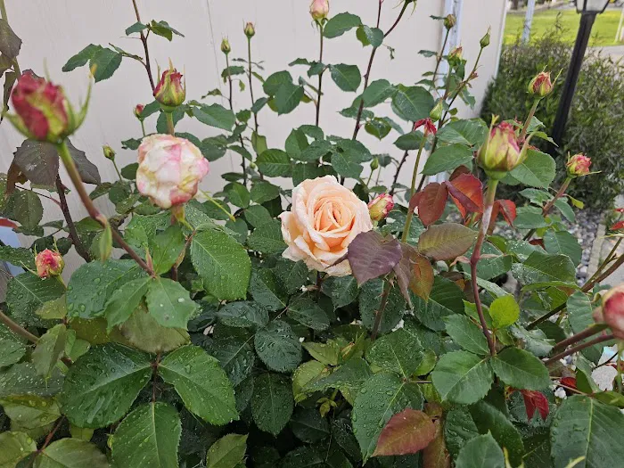 Sierra Vista Mobile Estates Picture 2