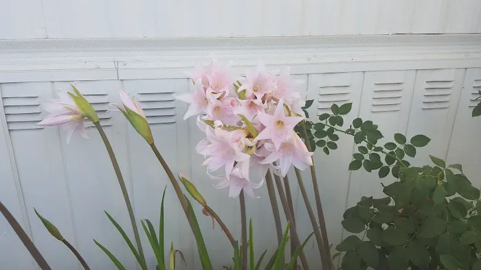 Bonaventure Park Picture 9