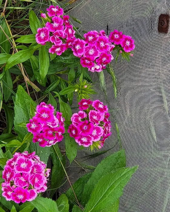 Geods R.V. Campground Picture 8