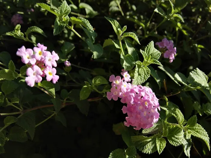 Fresno Mobile Home & RV Park Picture 1