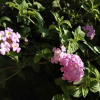 Fresno Mobile Home & RV Park ico