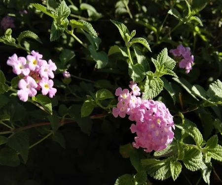 Fresno Mobile Home & RV Park