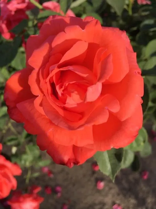 New Horizons Mobile RV Park Picture 5