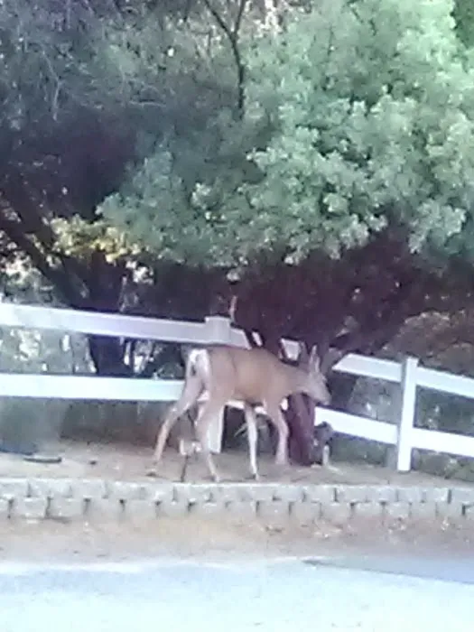 Sierra Hide Away Mobile Home Picture 1