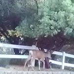 Sierra Hide Away Mobile Home