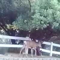 Sierra Hide Away Mobile Home ico